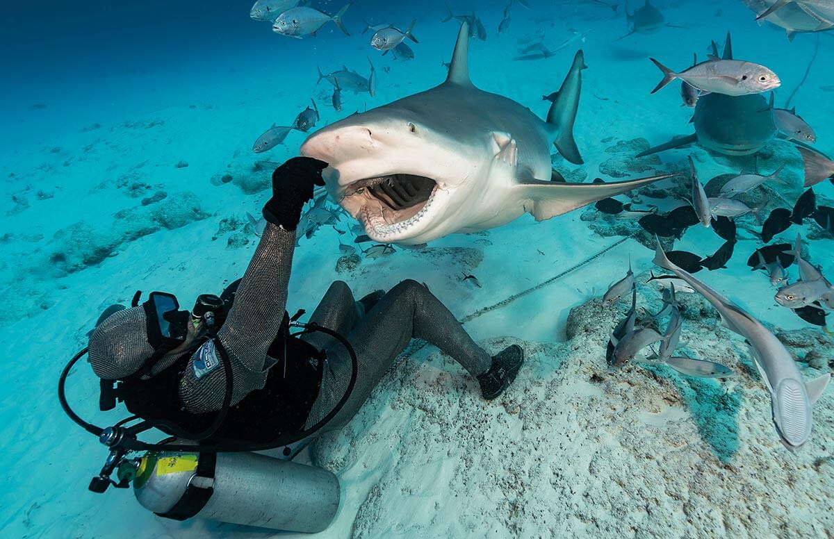 DIVE WITH BULL SHARKS