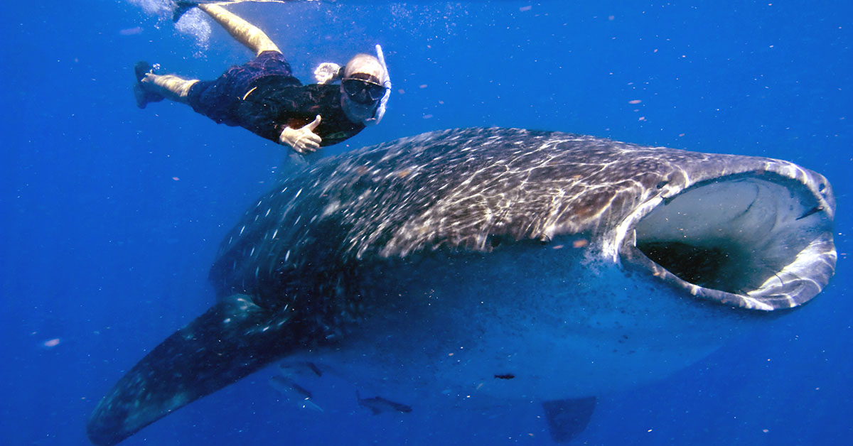 SWIM WITH WHALE SHARKS