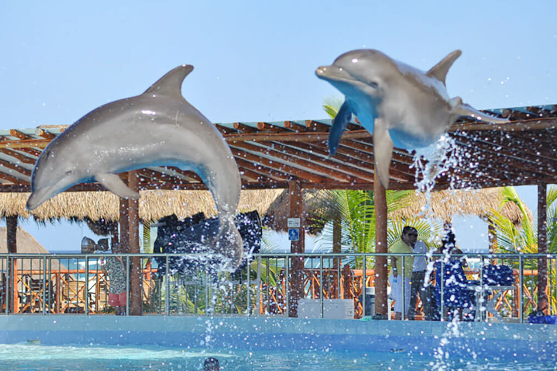 SWIM WITH DOLPHINS