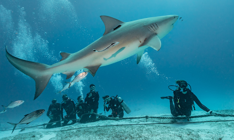 DIVING
