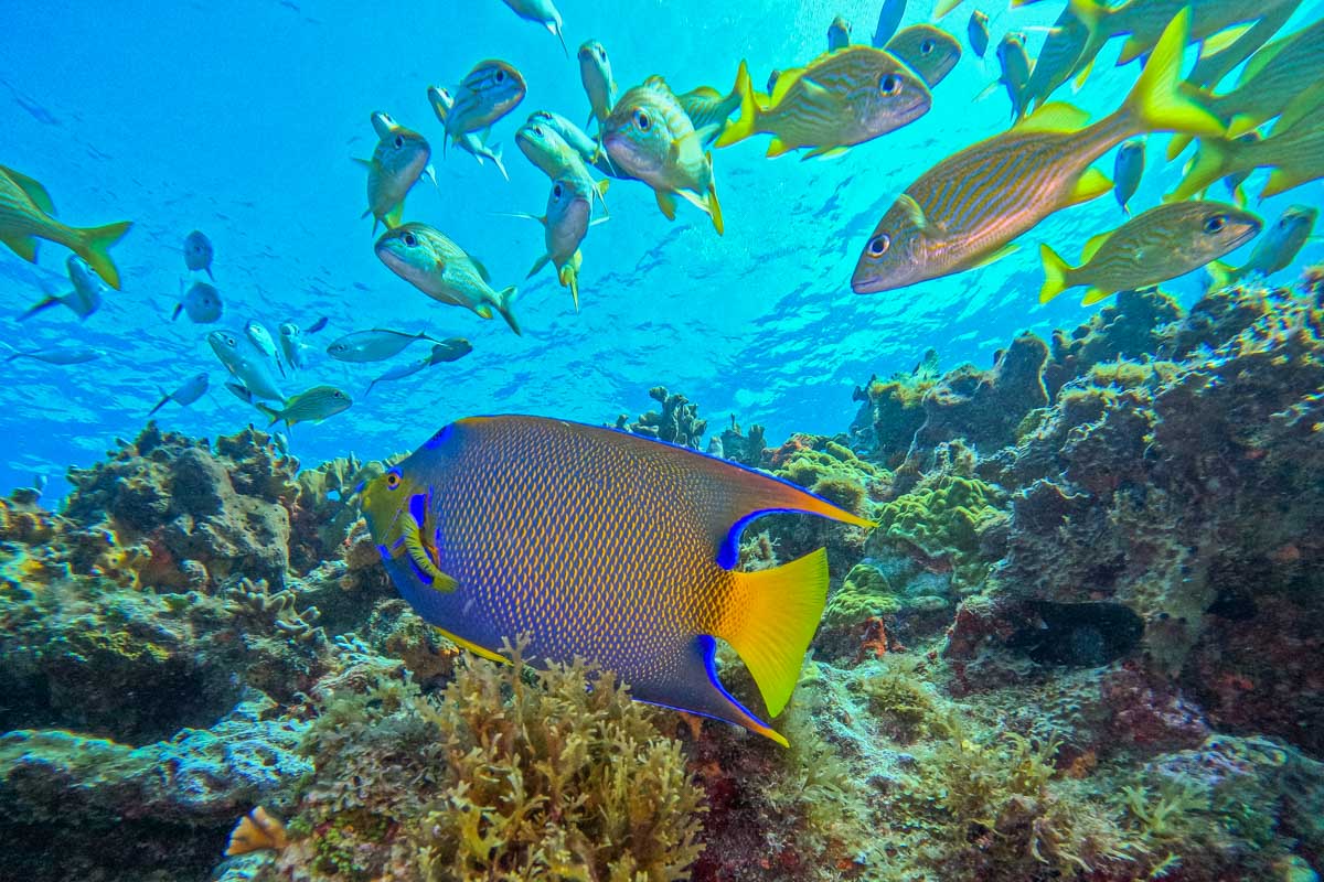 SNORKELING